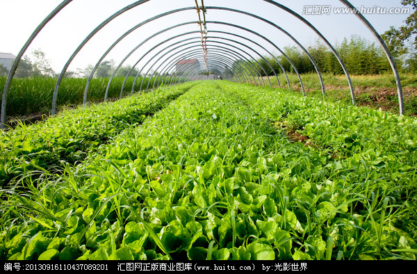 蔬菜植物图片