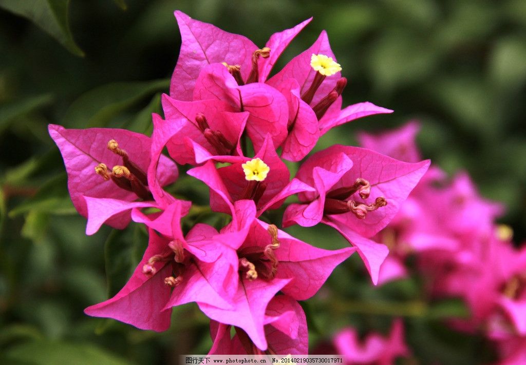 三角梅 特写 师大 花 鲜艳 青春 亮丽 爱念 花草 生物世界 摄影 72dpi