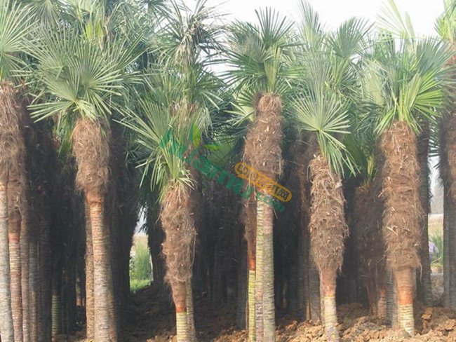 棕树 山棕树 棕榈树 1—3米