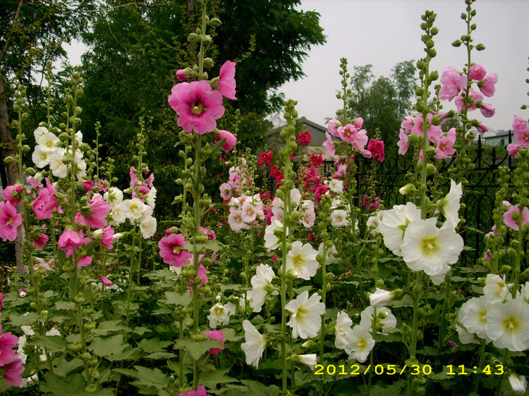 花儿静静地开 - 春天 - 绿萝读书