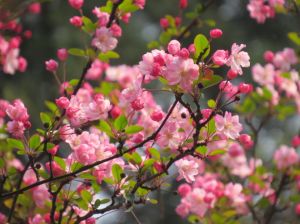 山樱花图片大全