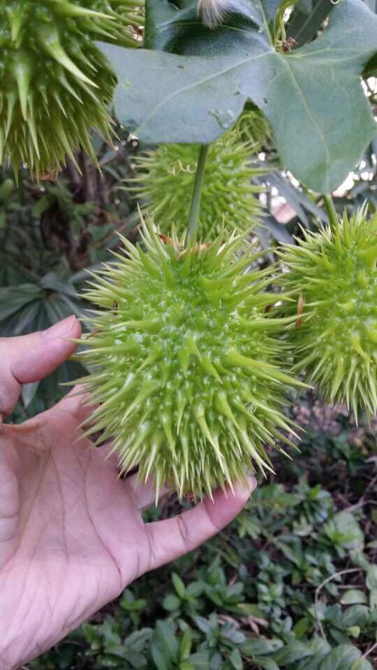 带刺的家养植物图片