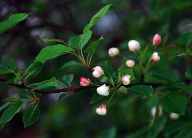 山丁子树花图片