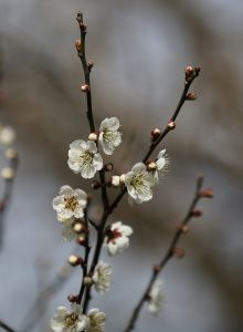 青梅花图片