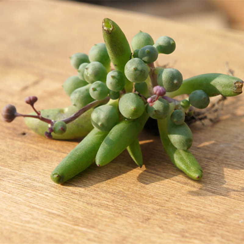 紫玄月吊兰 多肉植物 4株 含陶瓷花盆 营养土/套餐