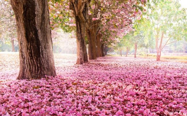 樱花图片素材下载 樱花 公园 花瓣 樱花树 浪漫樱花 春天 绽放 唯美