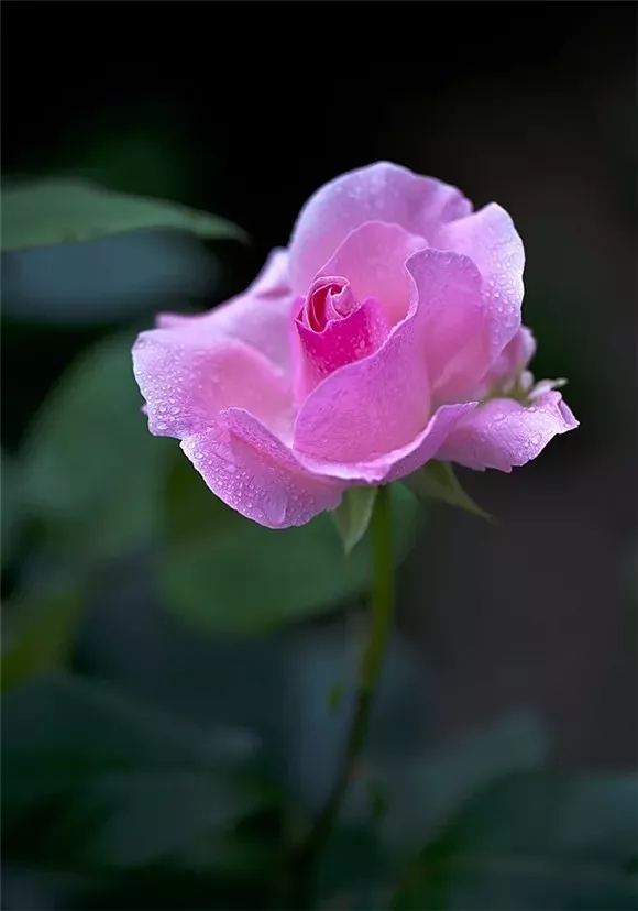 露水沾花红色月季花图片大全