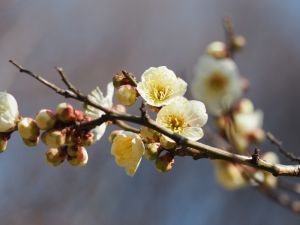 枝头新鲜白梅花图片大全千姿百态