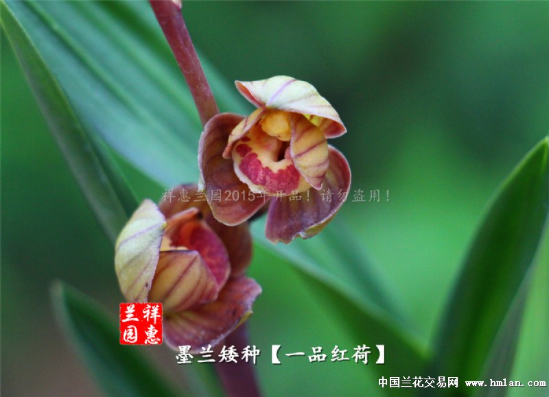 矮种球形红荷,一品红荷,头型草,1.5苗 - 中国兰花交易