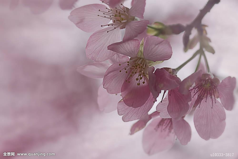 自然,果园,花瓣,粉色,雌蕊,纯,樱花,选择,留白,雄蕊,夏天,晴朗,透明