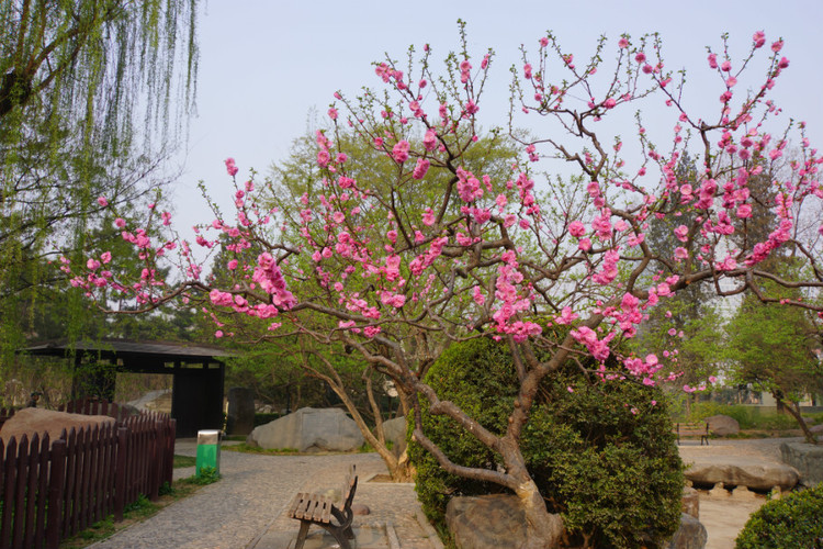 紫玉兰,紫杉藤,北美海棠,连翘,迎春花,樱花,榆叶梅,紫叶李,紫荆,紫