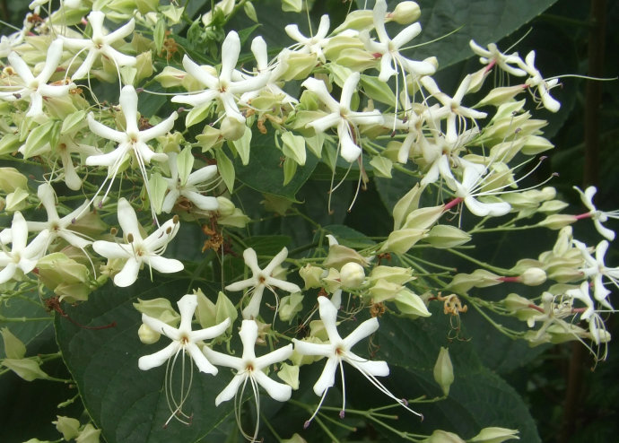 开白花的植物图片