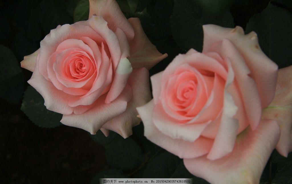 花瓣 玫瑰 绿叶 漂亮的玫瑰花 美丽花朵 花朵 花草 粉红色玫瑰 唯美