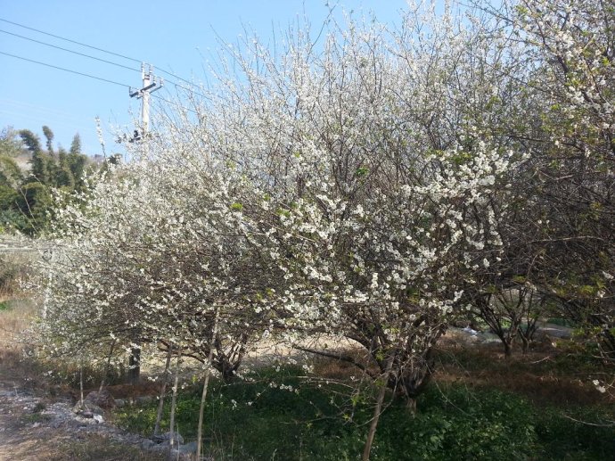 永泰青梅花凌寒怒放如瑞雪