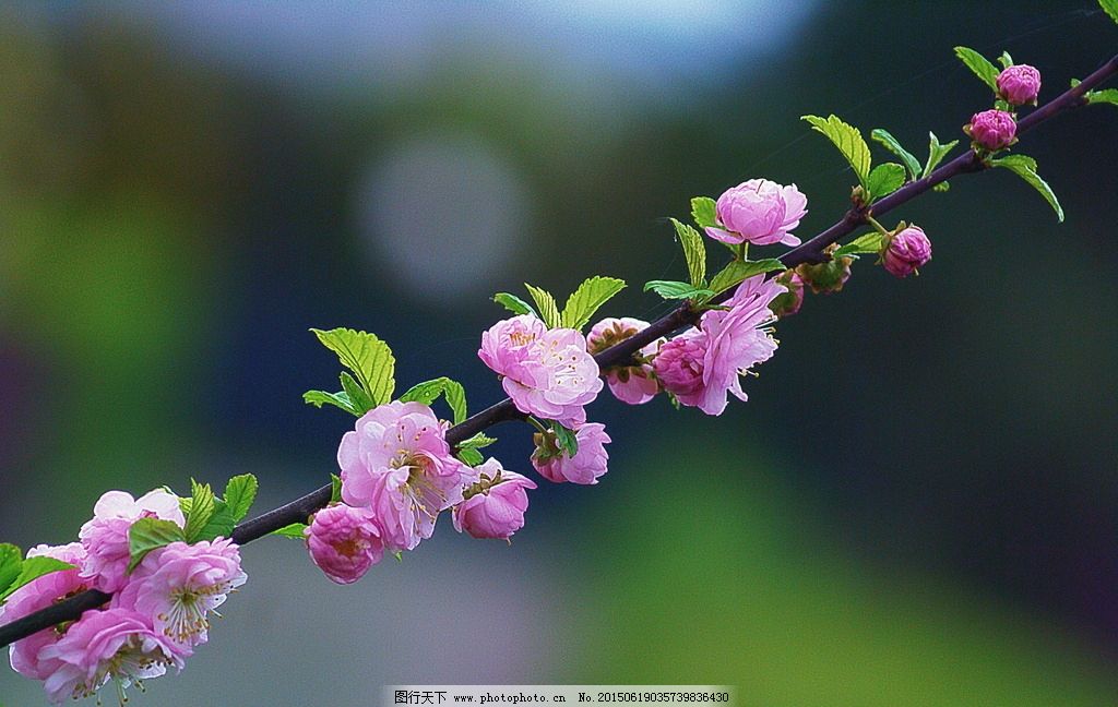 唯美桃花图片