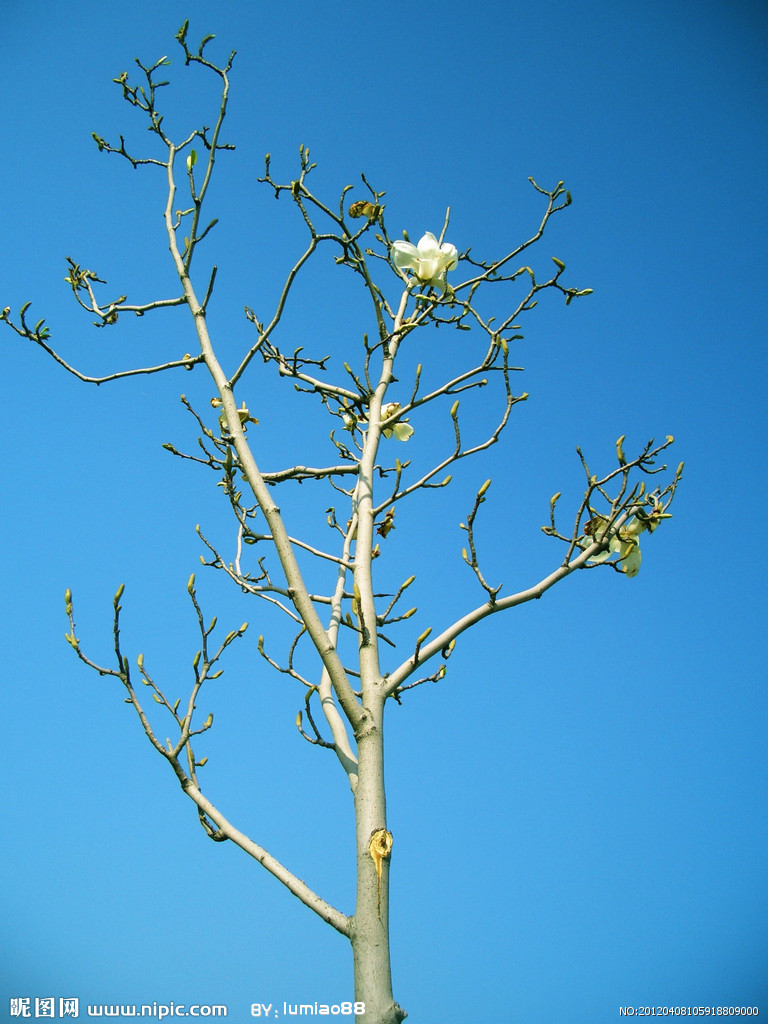 树枝 鲜花 花朵图片