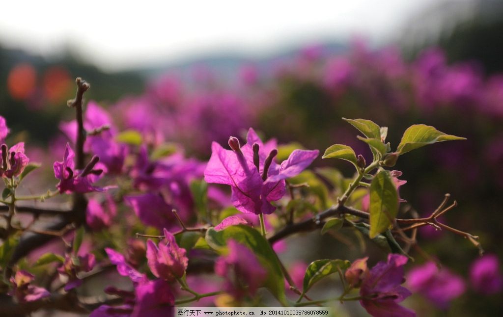 紫色花 绿叶 花蕊 嫩芽 花苞 簕杜鹃 三角梅 南美紫茉莉 即兴随拍