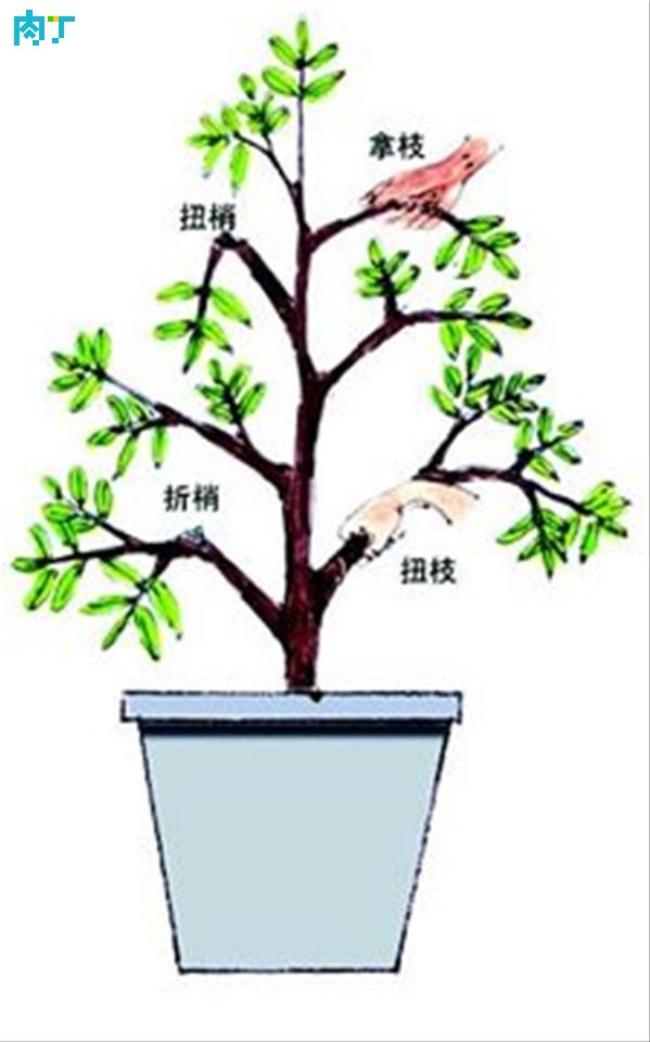 栀子花修剪方法图解