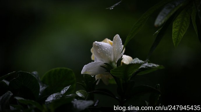 雨中栀子花