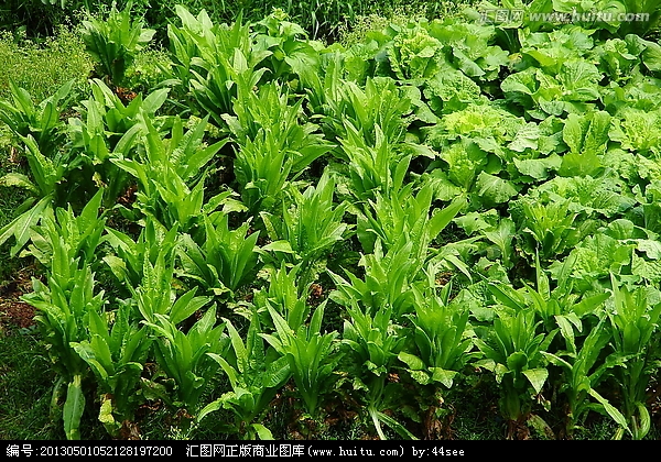 蔬菜植物图片