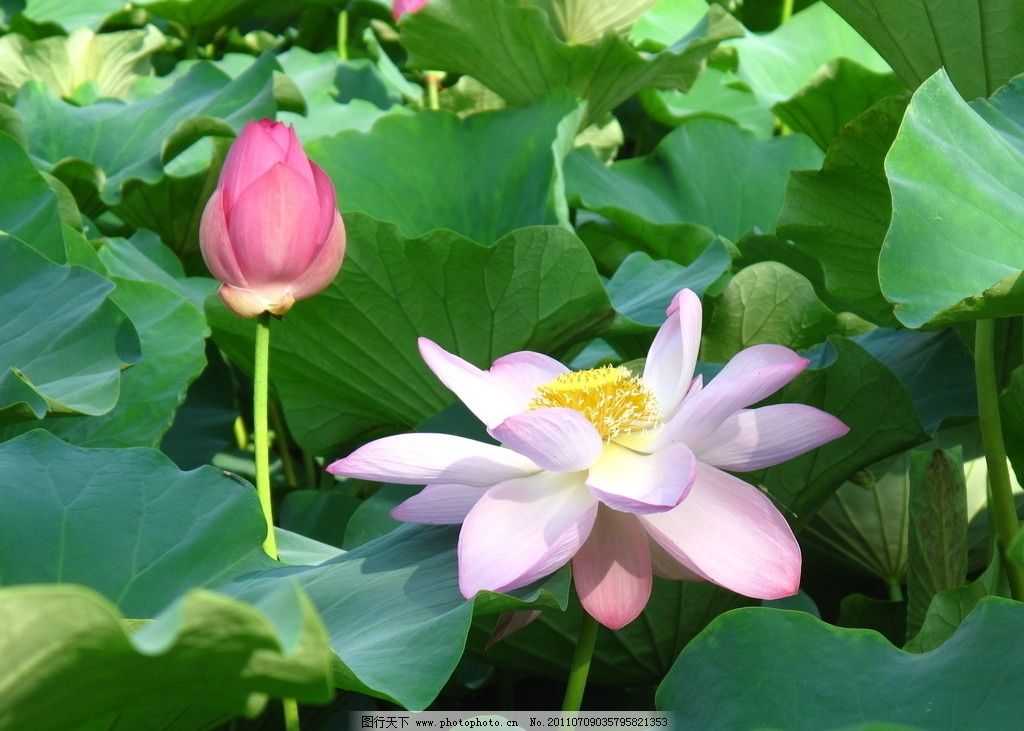 荷花 荷塘 荷叶 莲藕 莲花 出污泥不染 清新 自然 芦草 亭亭玉立 花草