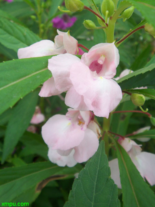 指甲草凤仙花的身体有根,茎,叶子,花,果实和种子六个部分