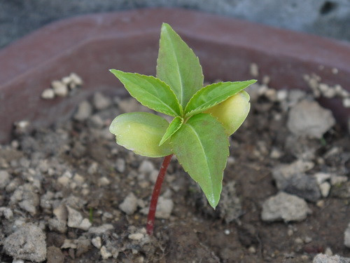 凤仙花的生长过程