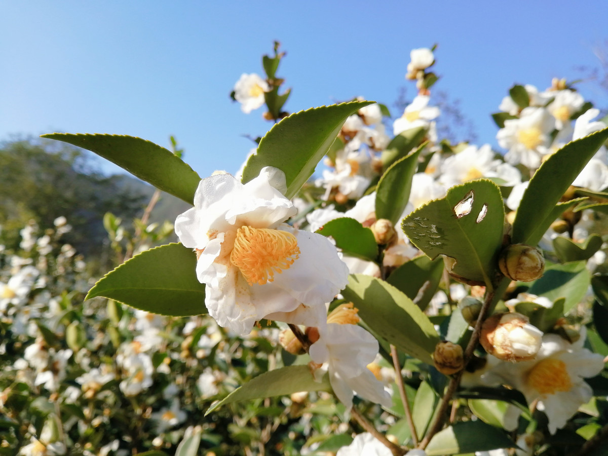 实拍白山茶花盛开图片大全