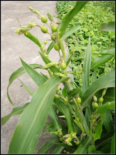 长薏米植物图片