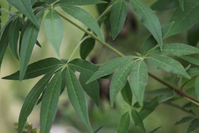 [转载]药物植物黄荆和牡荆