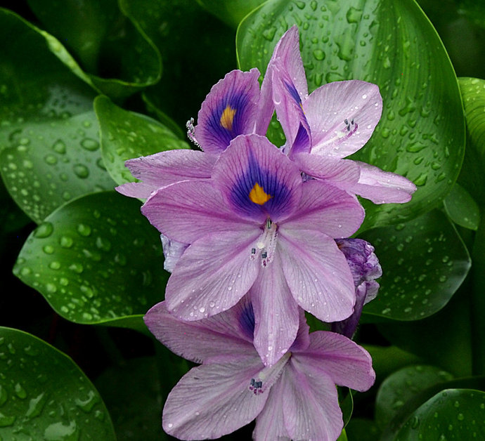 水葫芦花(凤眼莲)