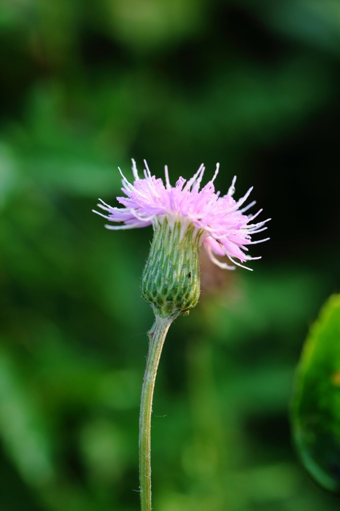 菊科植物——刺儿菜