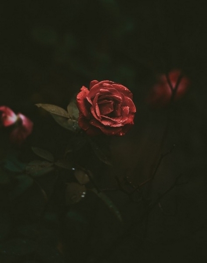永远娇艳的玫瑰单支图片