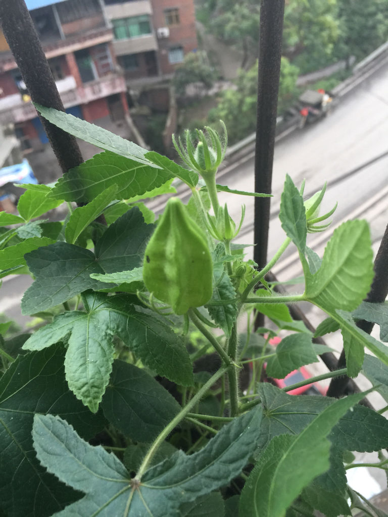 各种人参植物图片