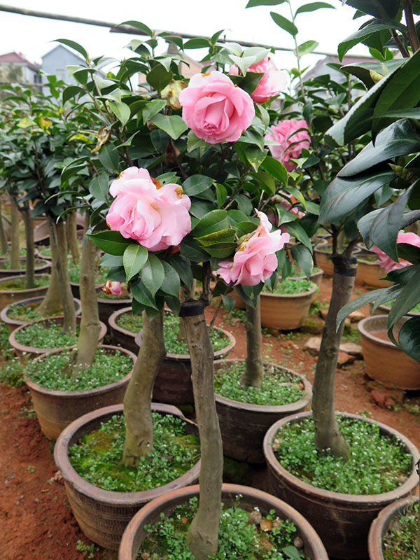 金华市旭忠山茶花专业合作社种植茶花历史悠久,国内外茶花品种200多