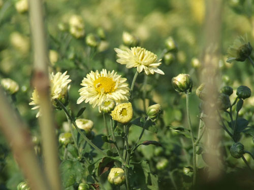 高原野生胎菊植物图片