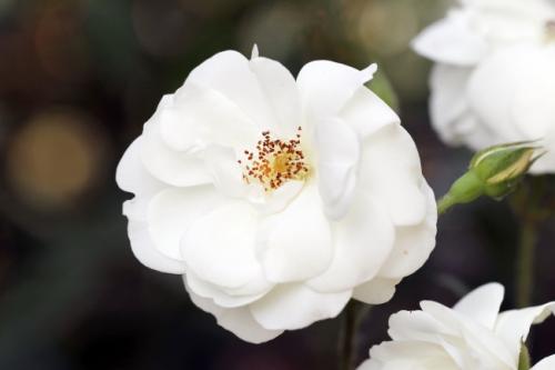 栀子花唯美花朵图片-素彩图片大全