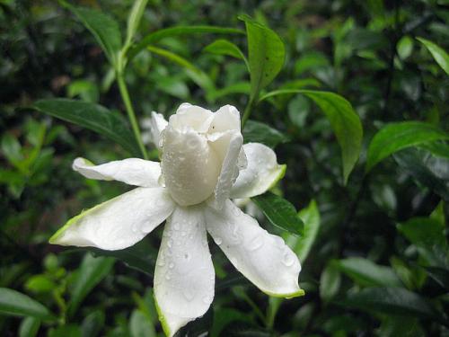 雨中栀子花 洁白淡淡香