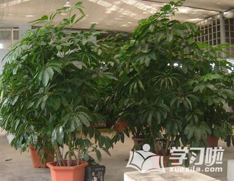 知识大全 知识百科 植物知识 《招财树的养殖方法和注意事项有哪些