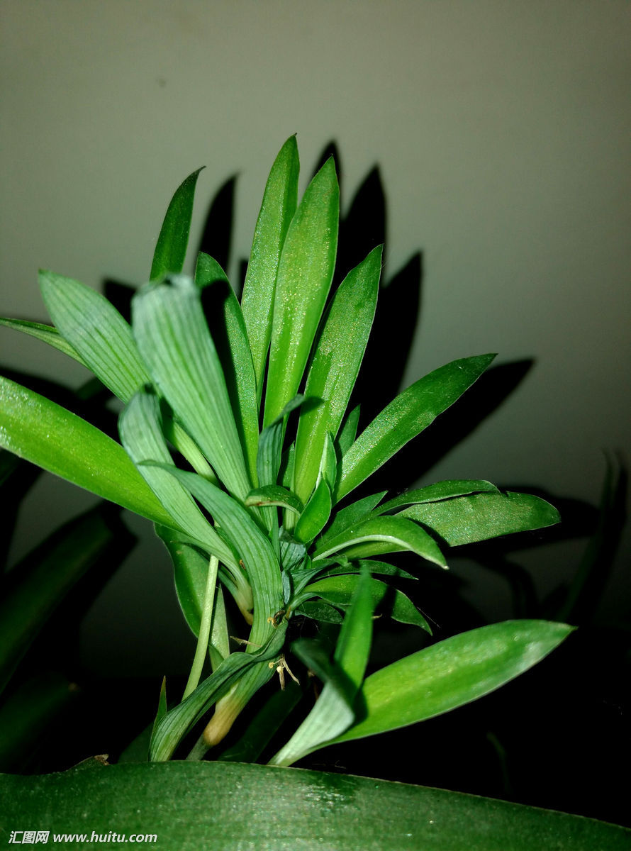 吊兰,花卉,植物,特写,吊兰花,微观