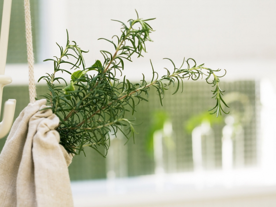 装饰室内的小清新植物图片大全