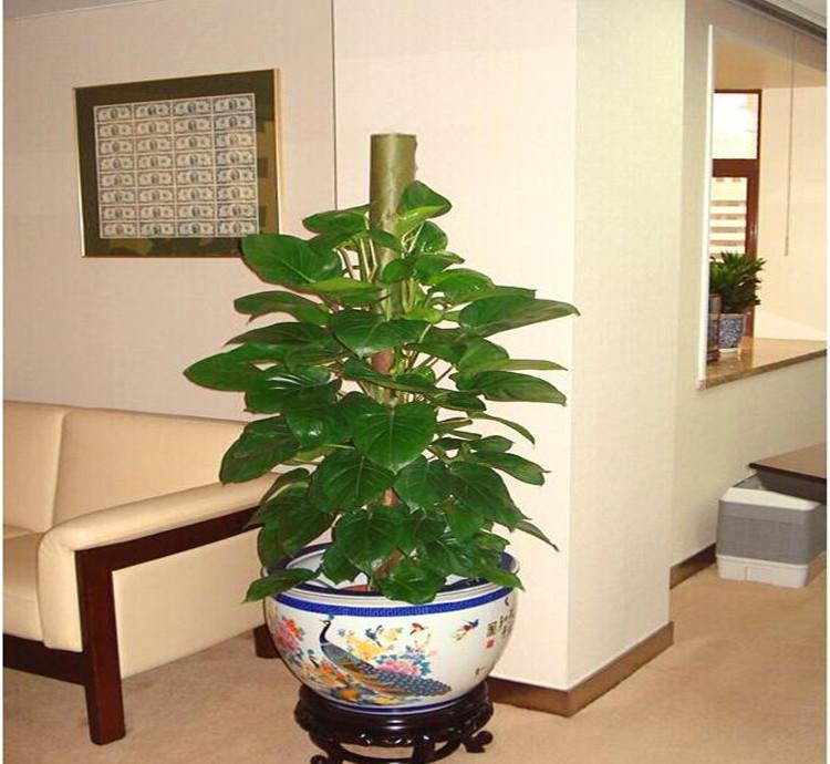 室内大叶植物图片