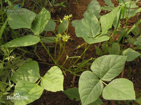 人参图片叶子植物图片