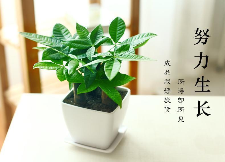 鲜花蛋糕 绿植盆栽 观叶植物 "周三起发货"办公室小绿植发财树