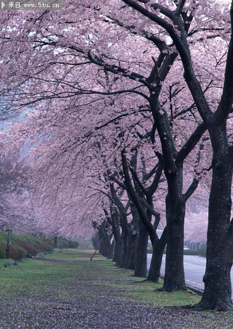 樱花树摄影图片-树木叶子类-百图汇素材网