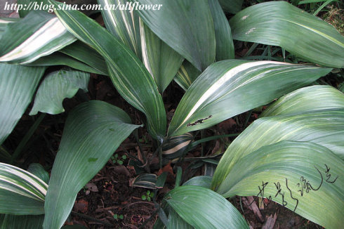 【百合科】 蜘蛛抱蛋 aspidistra elatior 一叶兰