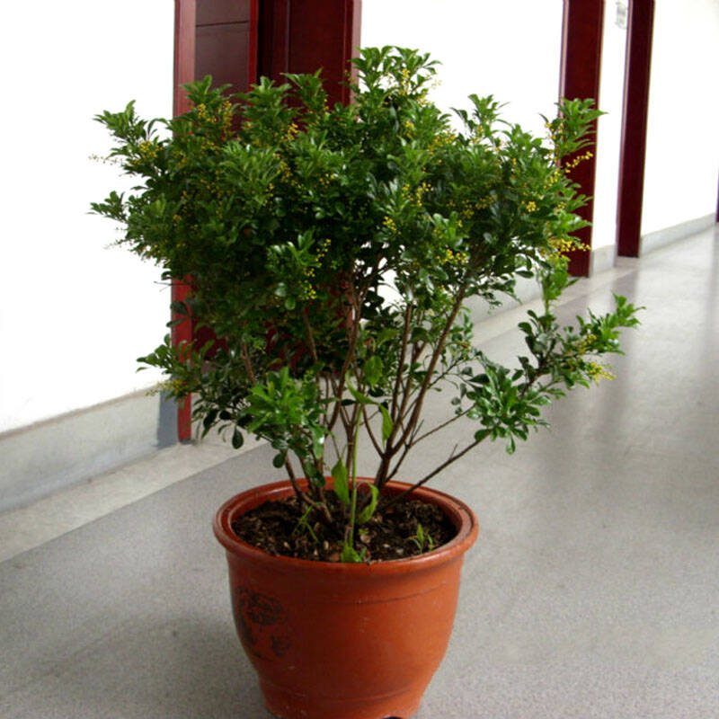 阿克苏河 米兰盆栽苗 芳香浓郁 驱蚊子 雅气 室内花卉 米兰花盆景 二