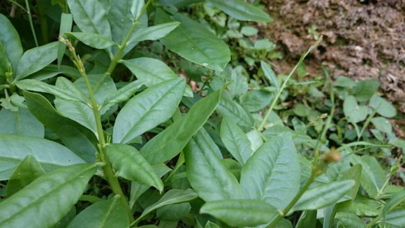 西洋红参植物图片