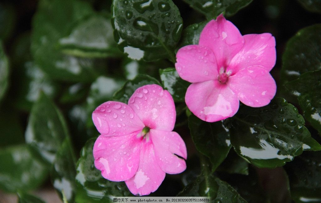 非洲凤仙花 花卉 生物世界 春色 花蕾 花蕊 花香 花朵 花草 花瓣 水滴