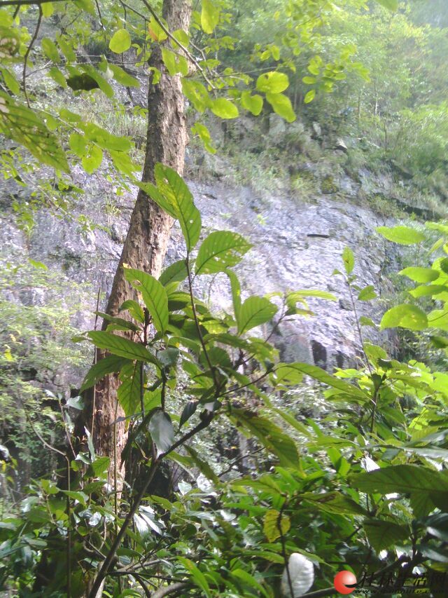 大量出售深山野生黄杨木树兜